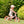 Whizz Balance Bike - Pink