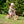 Whizz Balance Bike - Pink